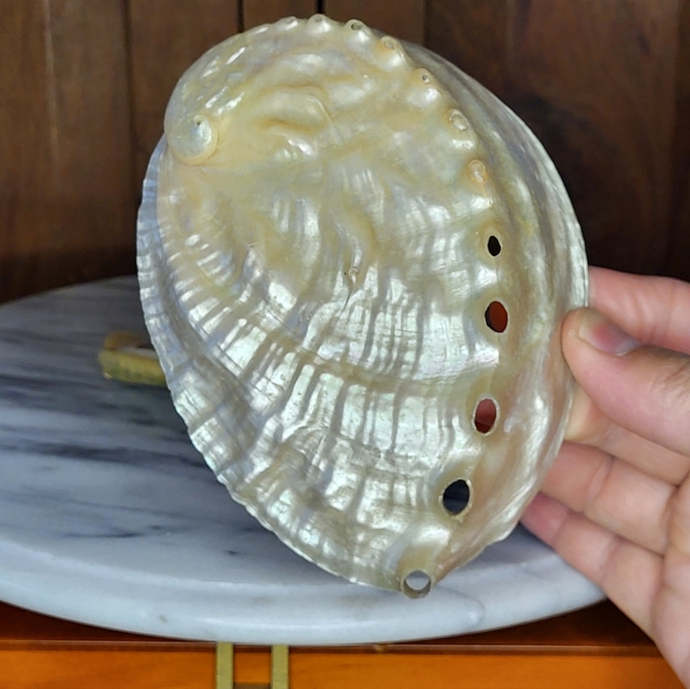 Iridescent Abalone Shell Pair - Picture 15 of 16